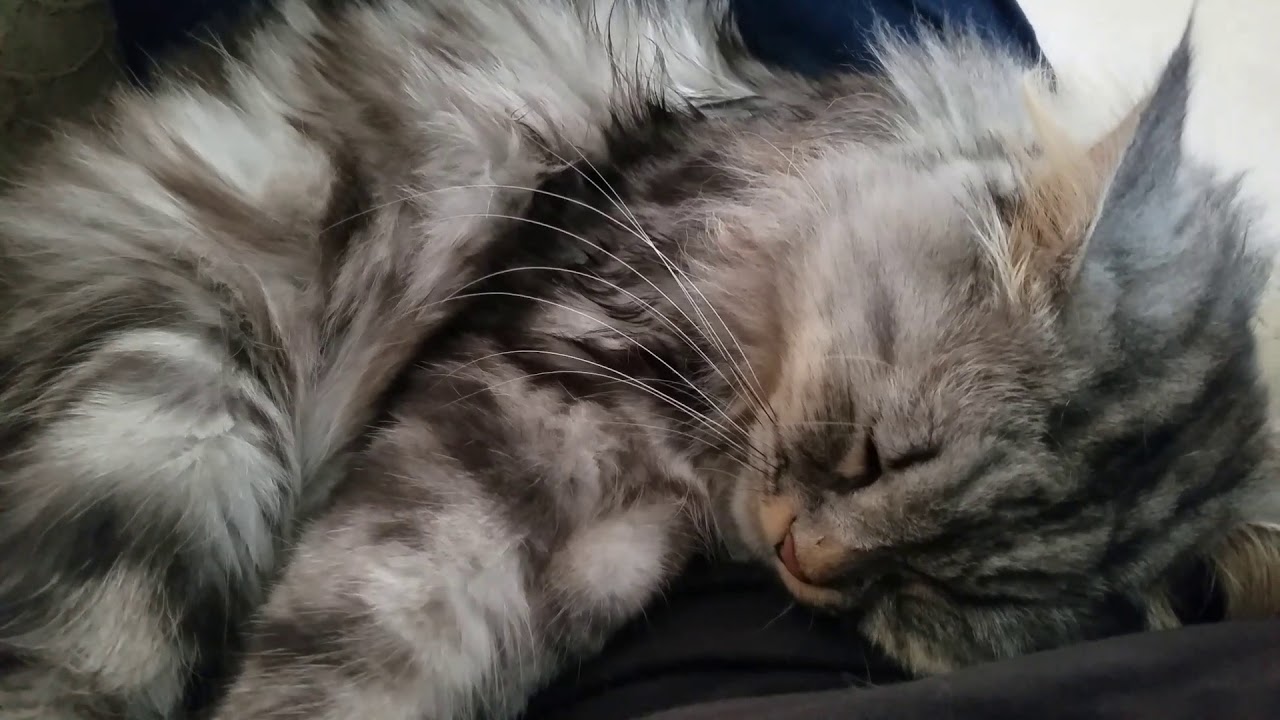 Haku the Siberian Cat belly-purr rub