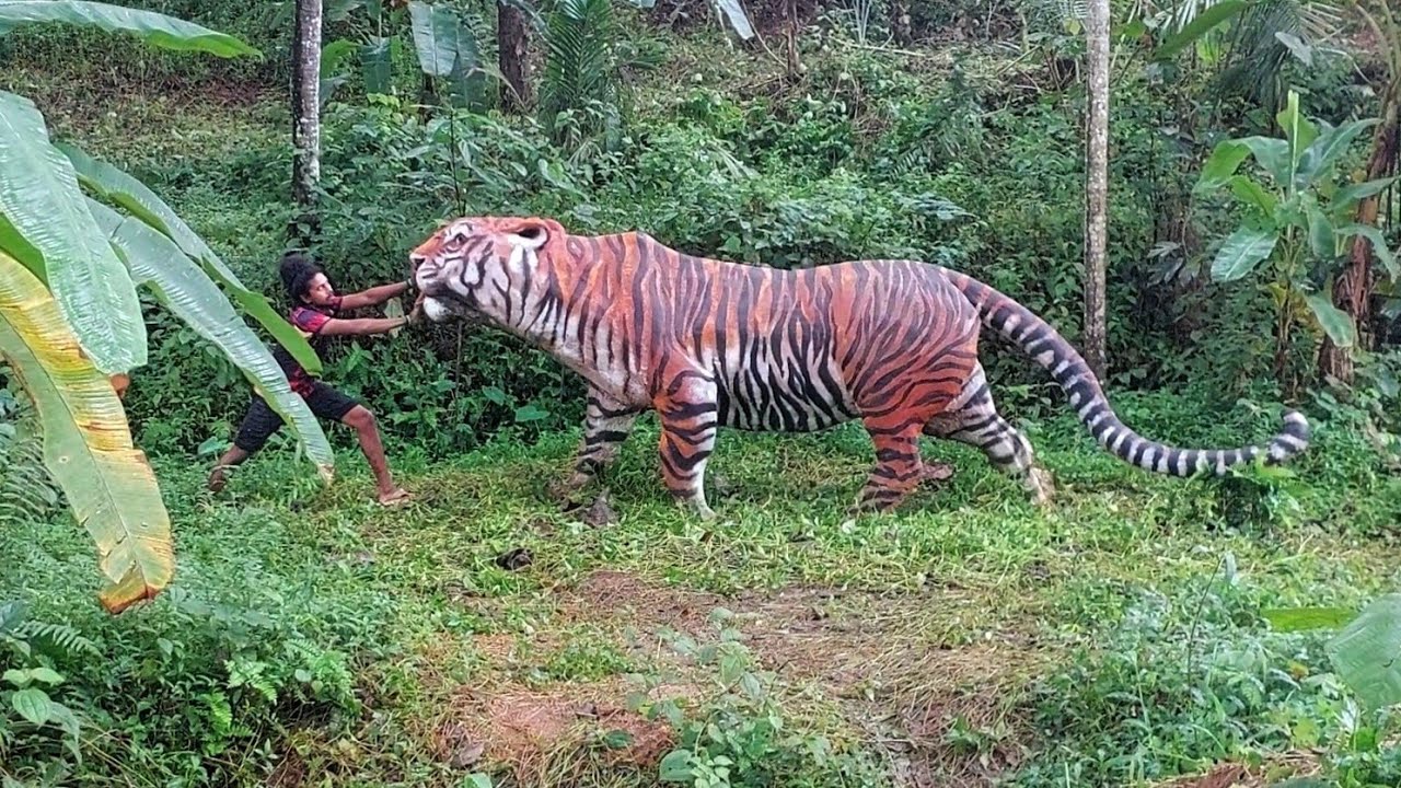 The tiger tried to kill us  🐅  നാട്ടിലിറങ്ങിയ കടുവ 😳😳😳
