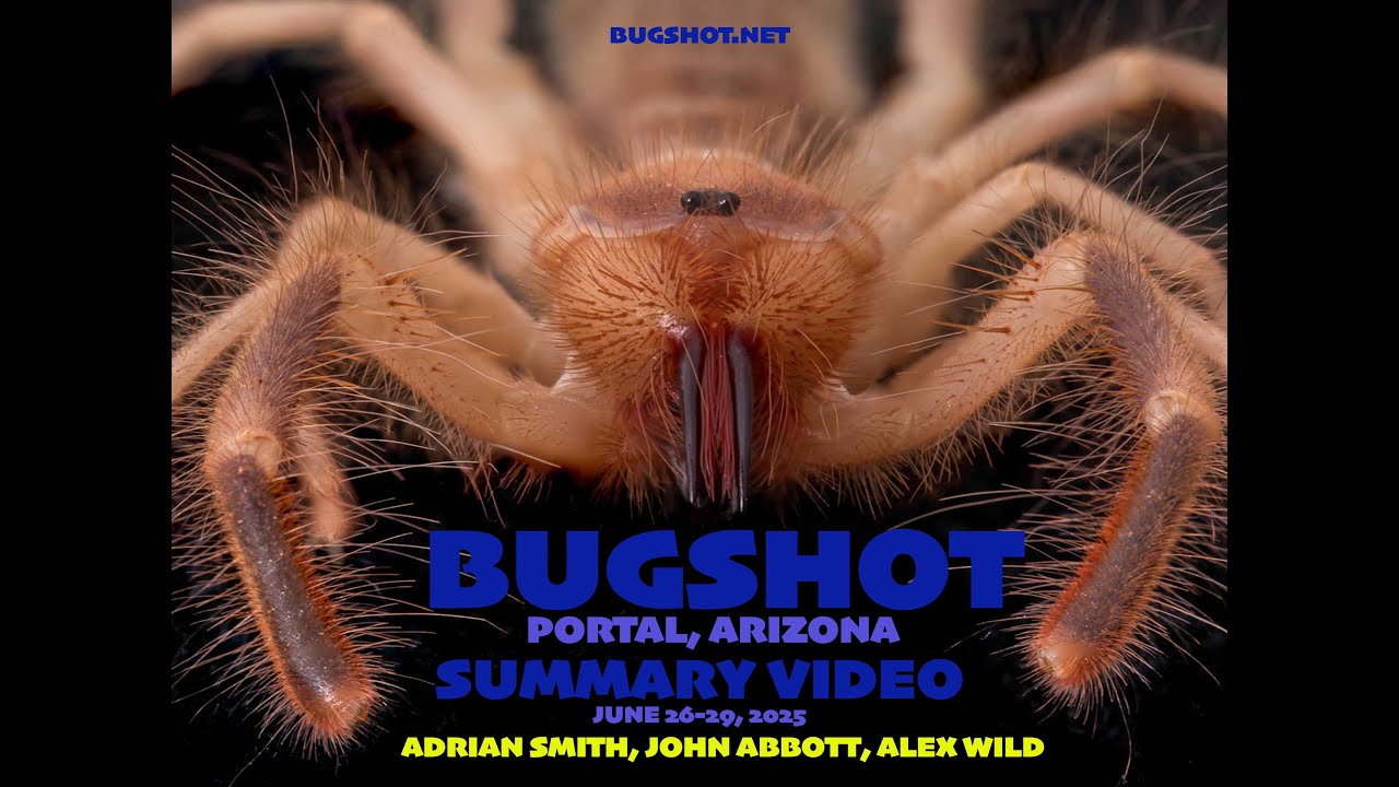 BugShot Arizona 26-29 June, 2025 recap video. What did you miss?
