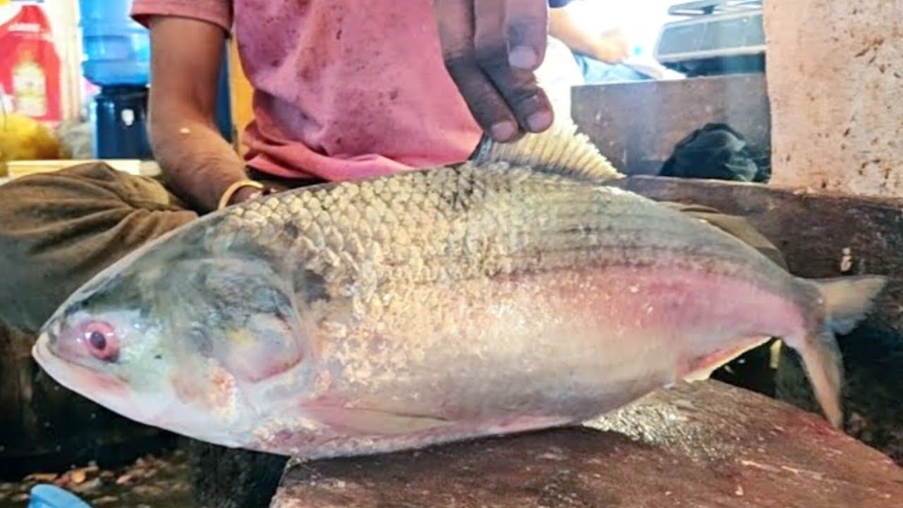 Hilsa fish cutting video | big ilish fish market in Bangladesh 