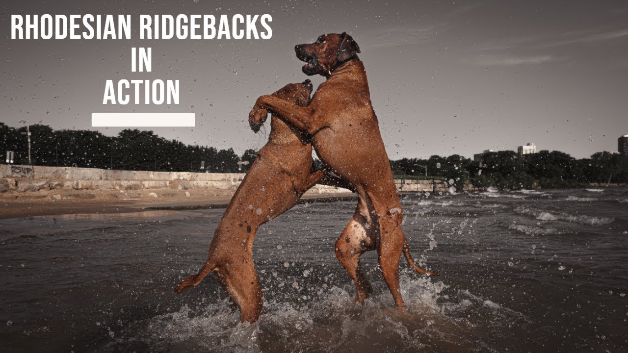 Rhodesian Ridgebacks in Action, Off Leash - Slow Motion Play