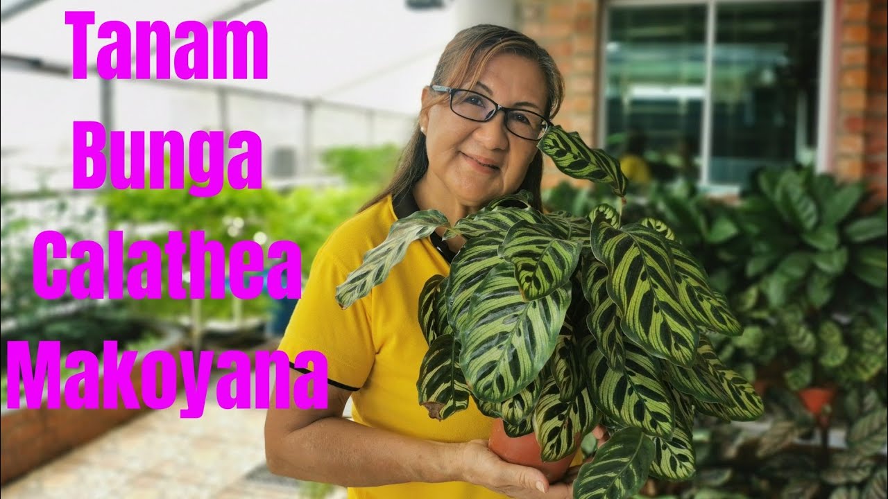 Cara Cara Tanam Bunga Calathea Makoyana