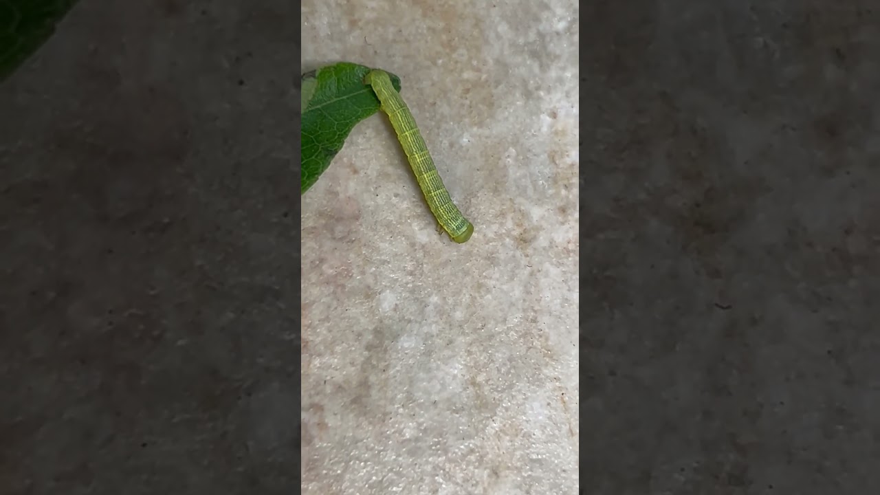 Soybean looper moth - Chrysodeixis includens 