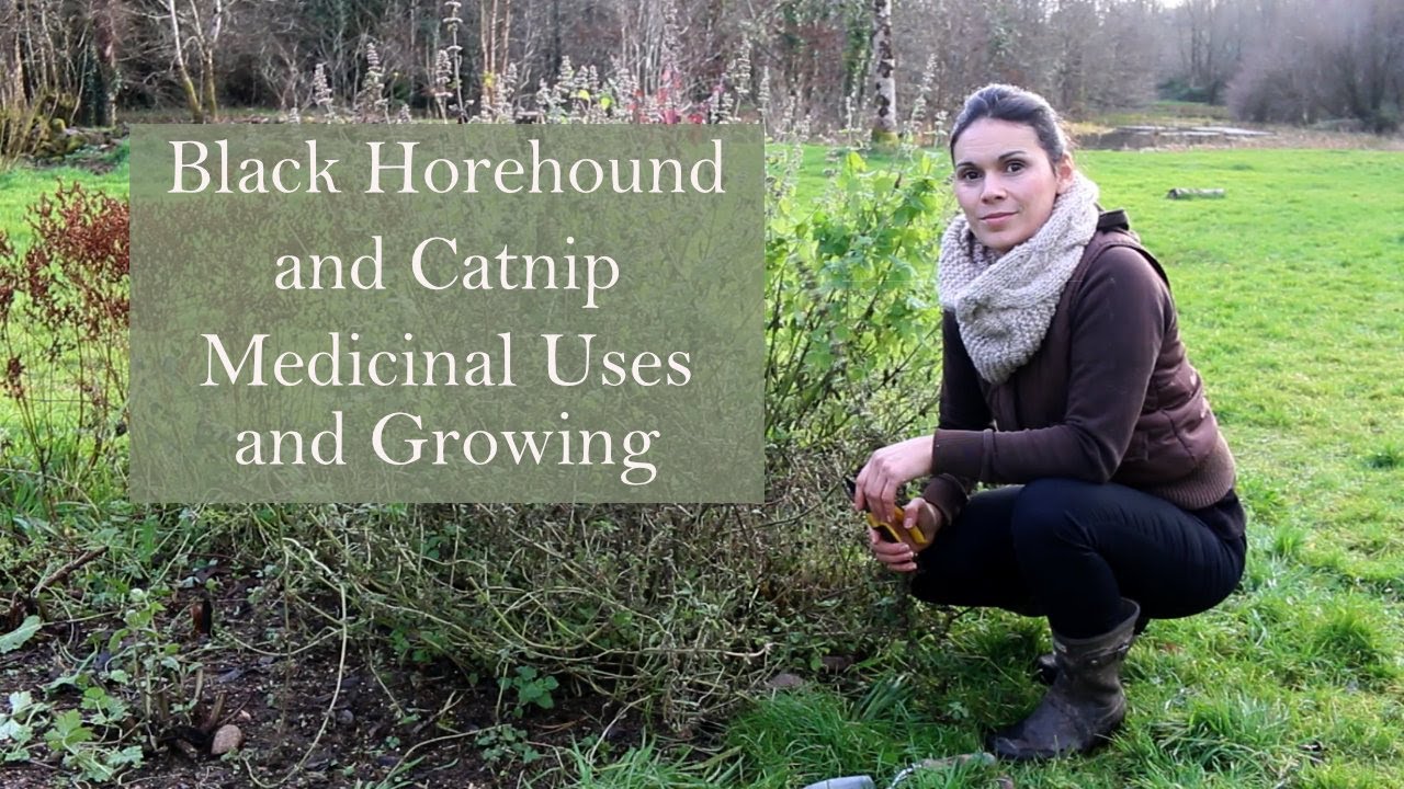 Cutting Back Black Horehound & Catnip