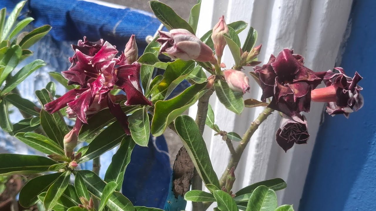 J.C Y SU JARDIN DE FLOR DEL DESIERTO