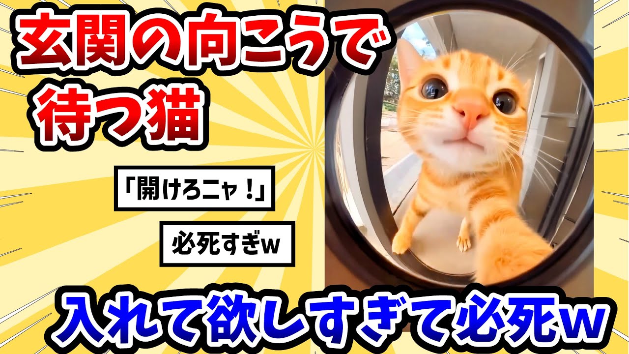 【2ch動物スレ】玄関の向こうで待つ猫 → 入れて欲しすぎて必死にアピールwww