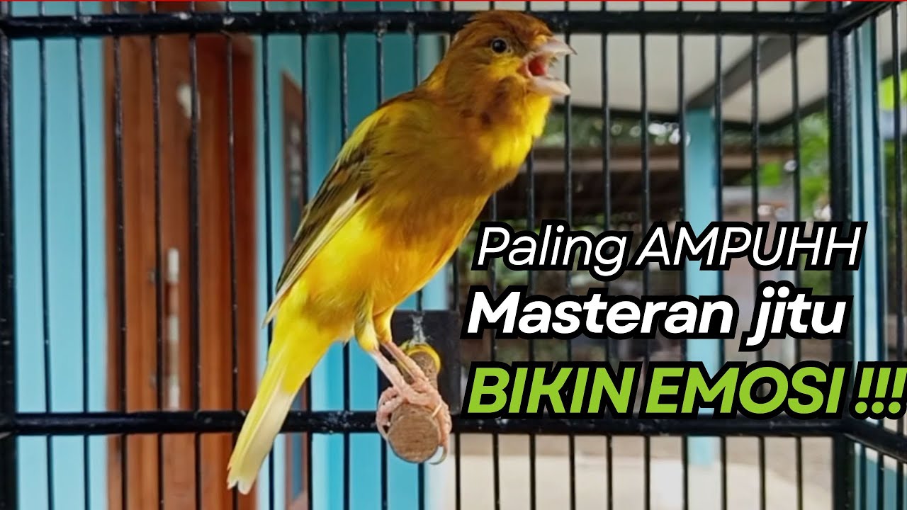 KENARI GACOR Cuit CUIT BIRAHI UNTUK PANCINGAN & MASTERAN Kenari PAUD AGAR BUNYI