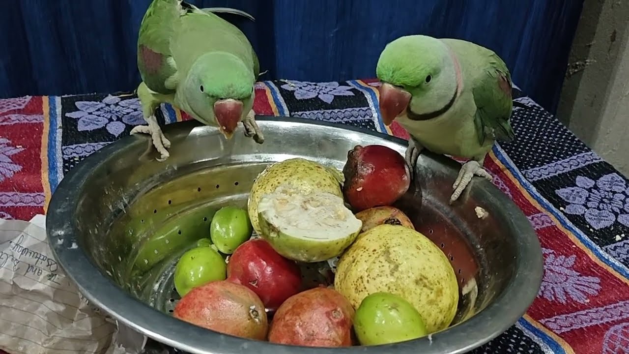 90% Log Parrot Ko Galat Khana Dete Hain | @papakipari745