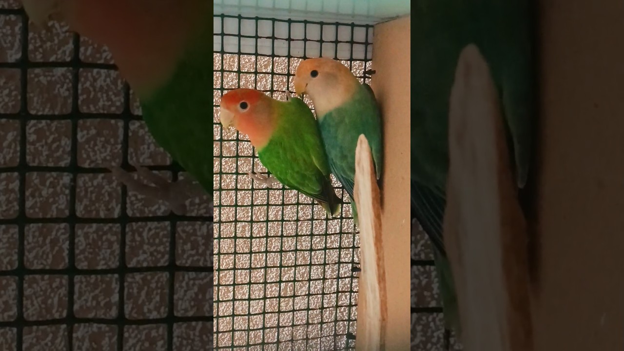 PAREJA DE AGAPORNIS ROSEICOLLIS 🦜🦜 #aviario #aves #agapornis #roseicollis