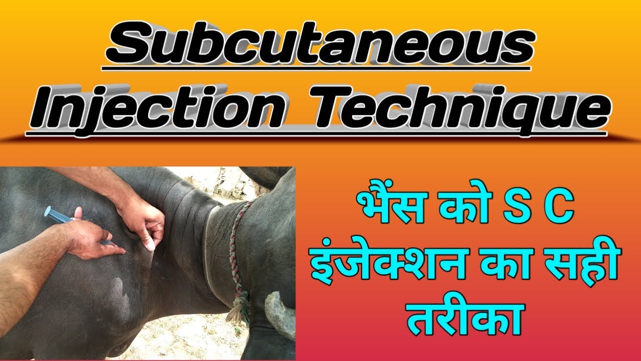 subcutaneous injection technique in animals भैंस को SC इंजेक्शन कैसे buffalo ko subcut injection kai