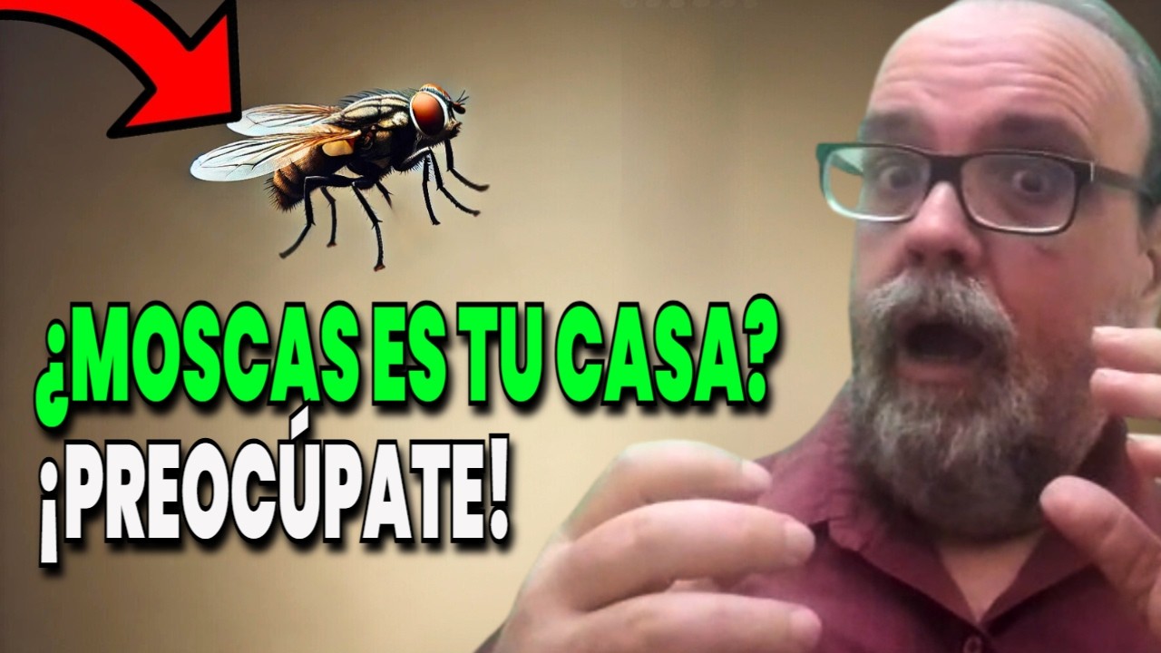 Moscas en Casa: La Señal Espiritual que No Deberías Ignorar