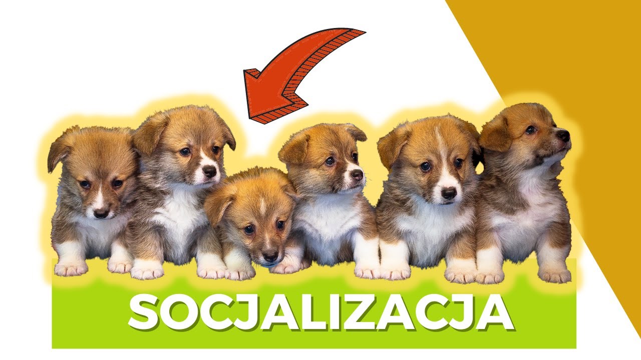 Socjalizacja i wychowanie szczeniaka! Jak nie zepsuć socjalizacji?
