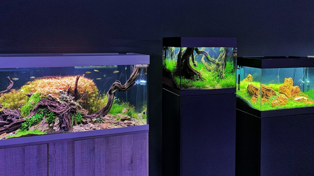 Amazing German Aquascape Specialist  -  Scapers Lounge -  Full Tour