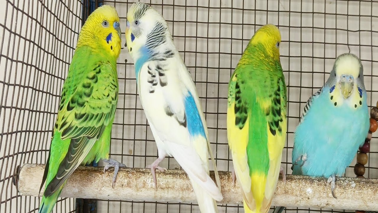 Over 12 Hours of Budgies Playing, Singing and Talking in their Aviary Budgie sounds for sad birds