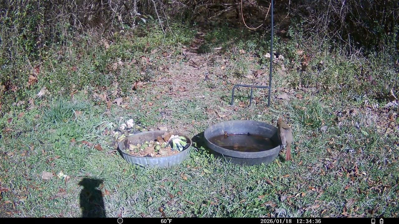 Trail Cam 2026 JAN 18