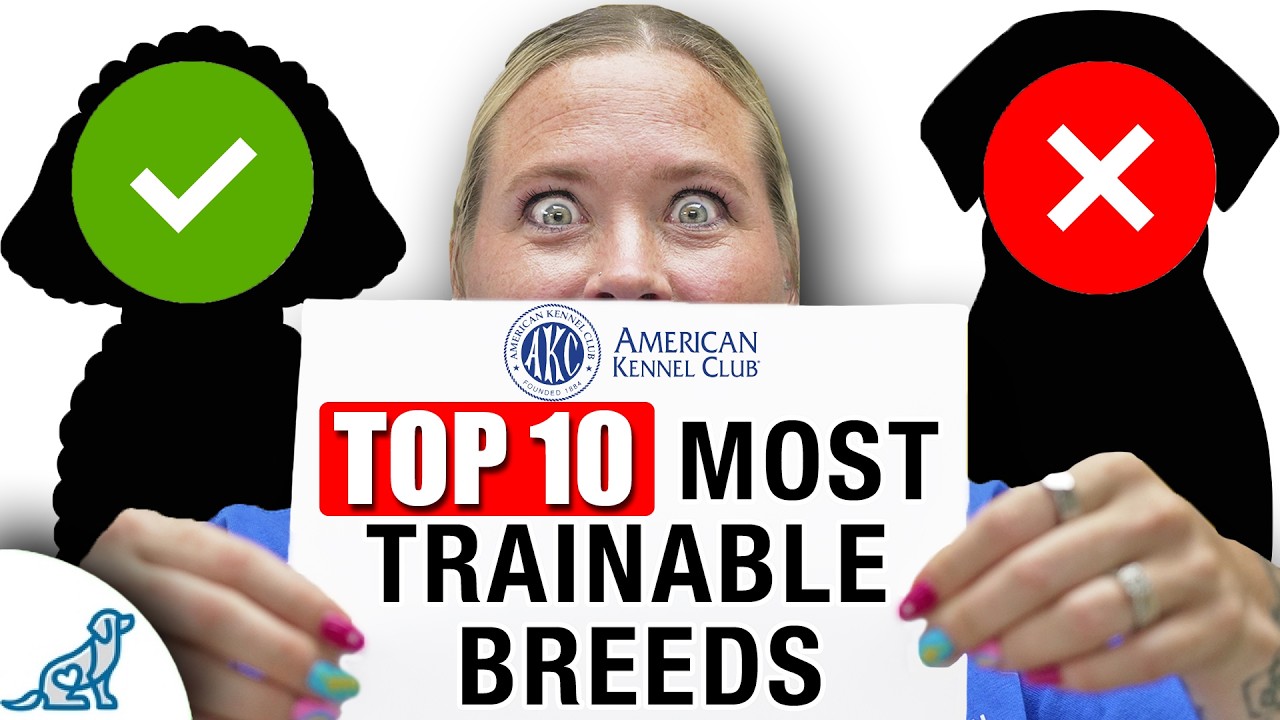 Top 10 Most Trainable Dog Breeds (For New Dog Owners)