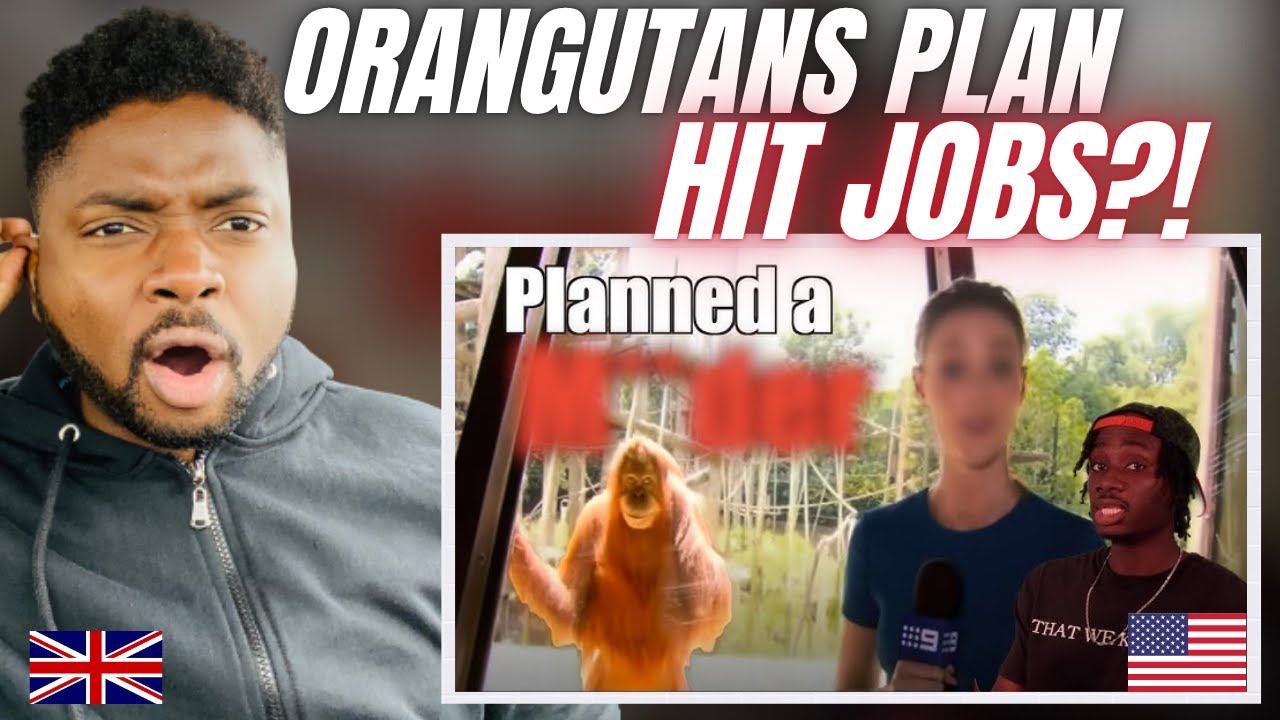THE TERRIFYING INTELLIGENCE OF THE ORANGUTAN! - Brit Reacts