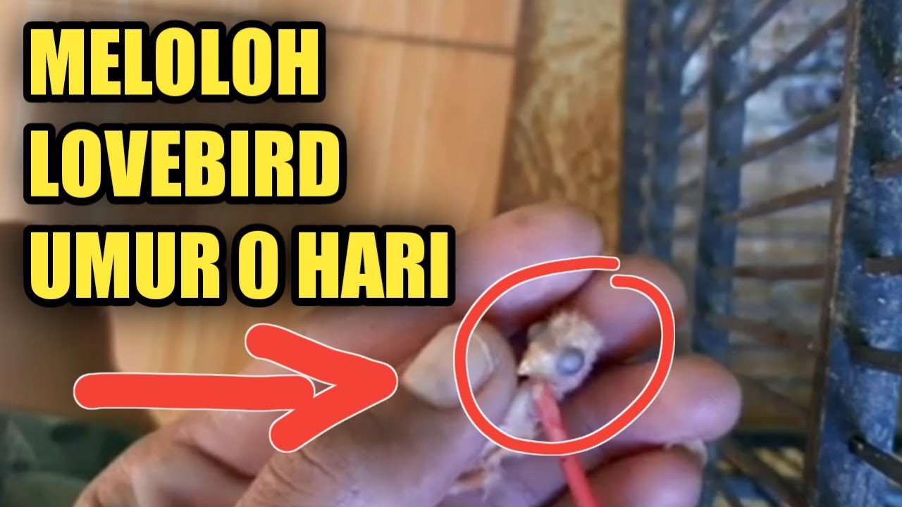 Cara meloloh BURUNG LOVEBIRD/LB/LAKBET/LABET UMUR 1 HARI BARU MENETAS