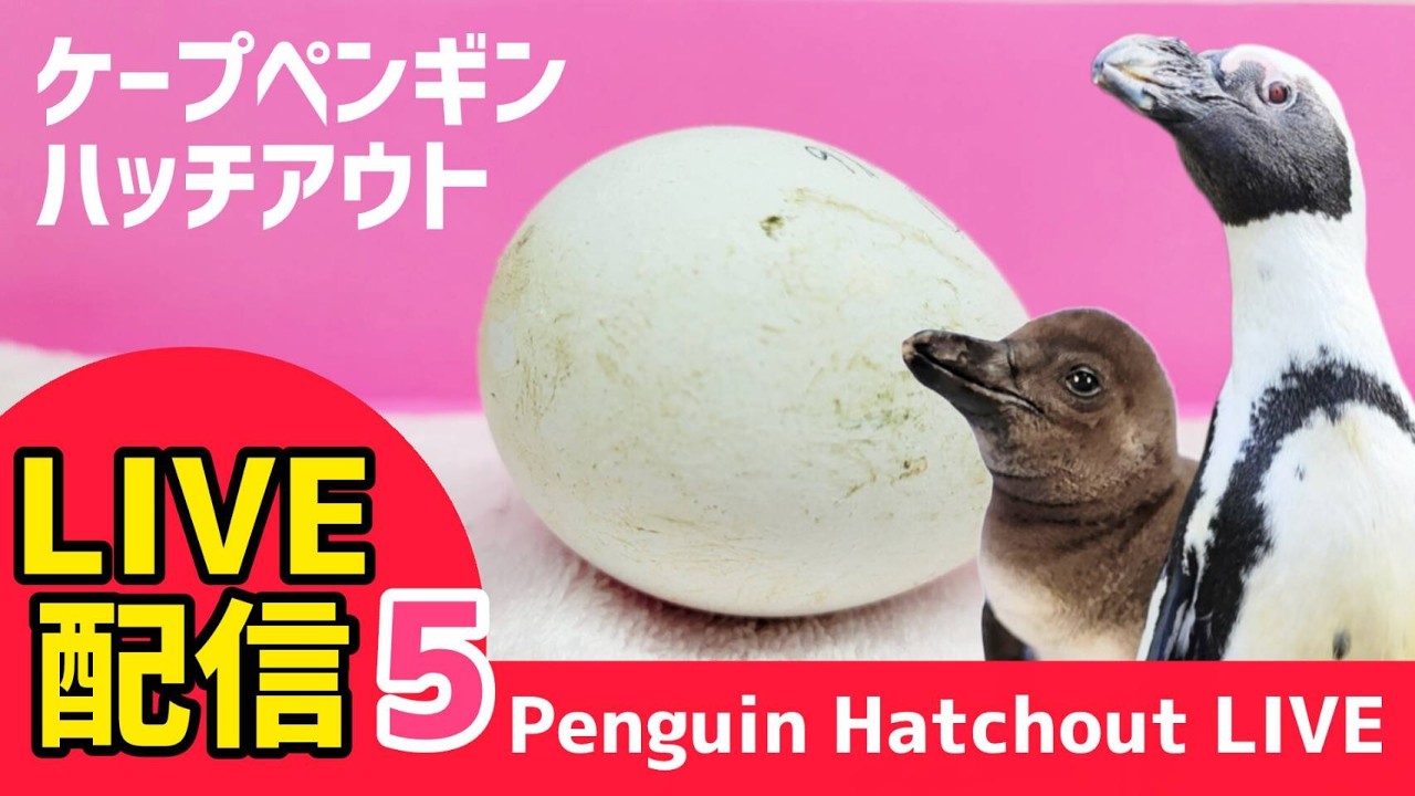 【LIVE配信】Hatching of penguin.part5  ケープペンギンのハッチアウト生配信その⑤【劇団ペンターズ】#live #penguin #誕生