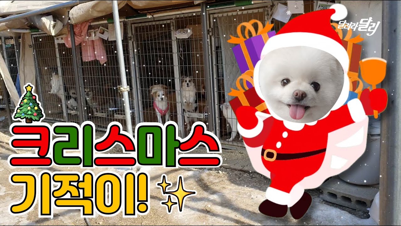 크리스마스, 달리의 소원은요..🎁 산타로 변신한 달리의 하루🤶