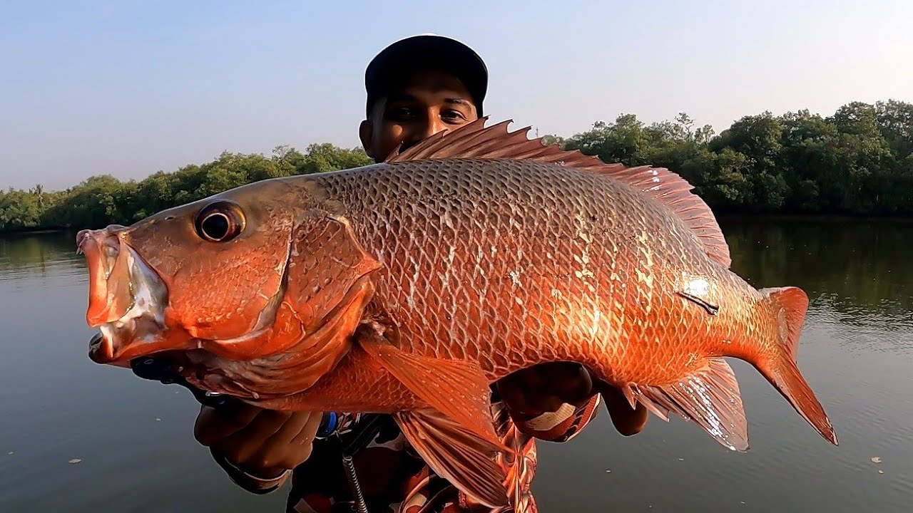 ഇന്നലെ പുഴയിൽ നിന്ന് കിട്ടിയ മീനിനെ കണ്ടോ... | Mangrove jack | Red Snapper | ചെമ്പല്ലി പിടുത്തം