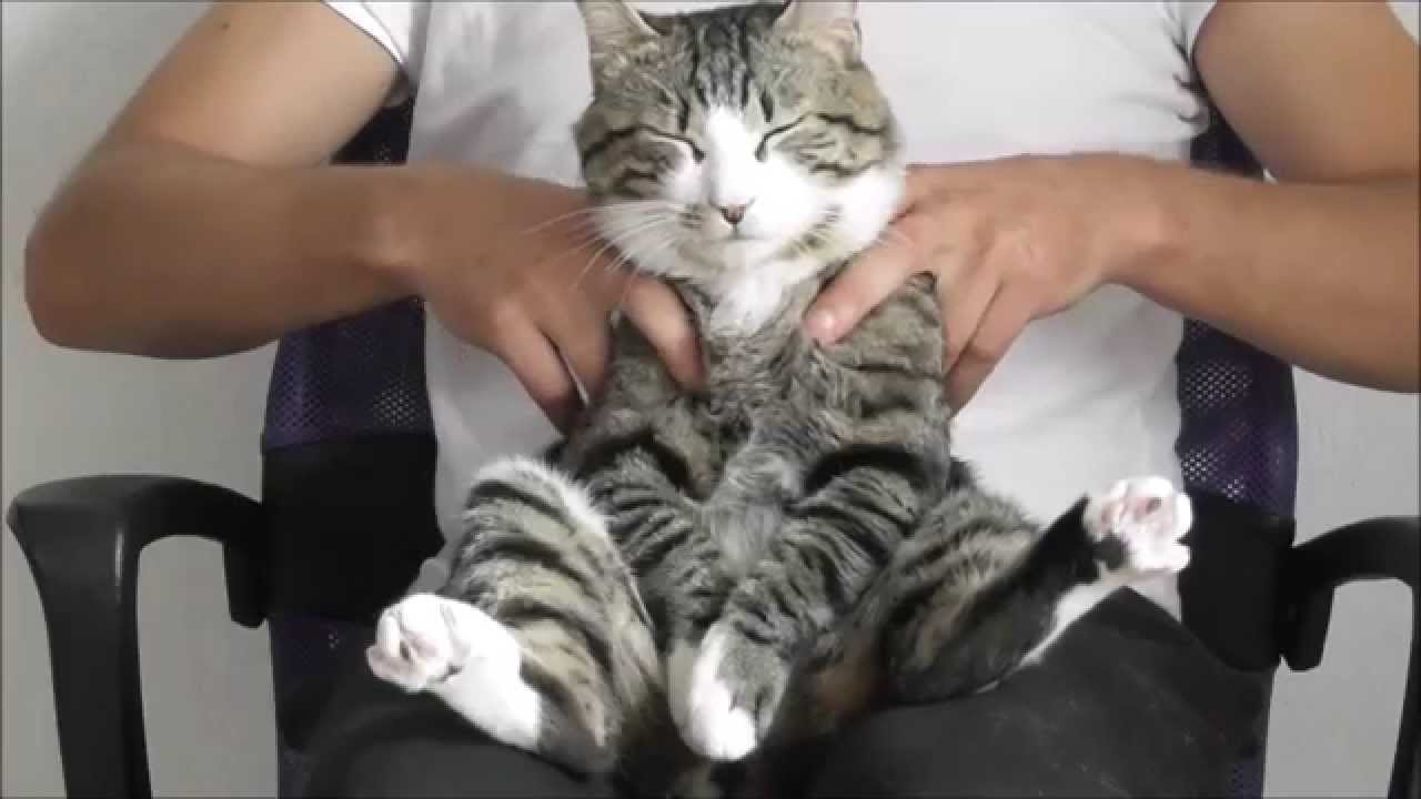 Massage pour chat
