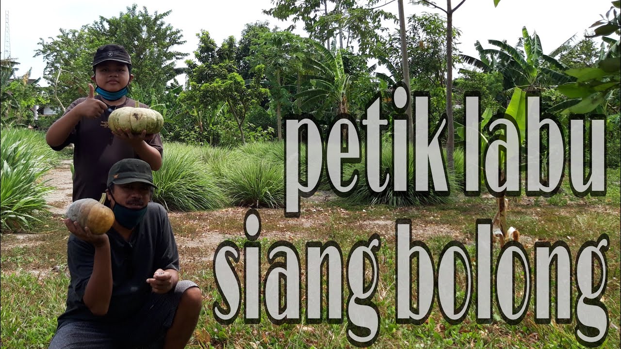 PETIK LABU SIANG BOLONG