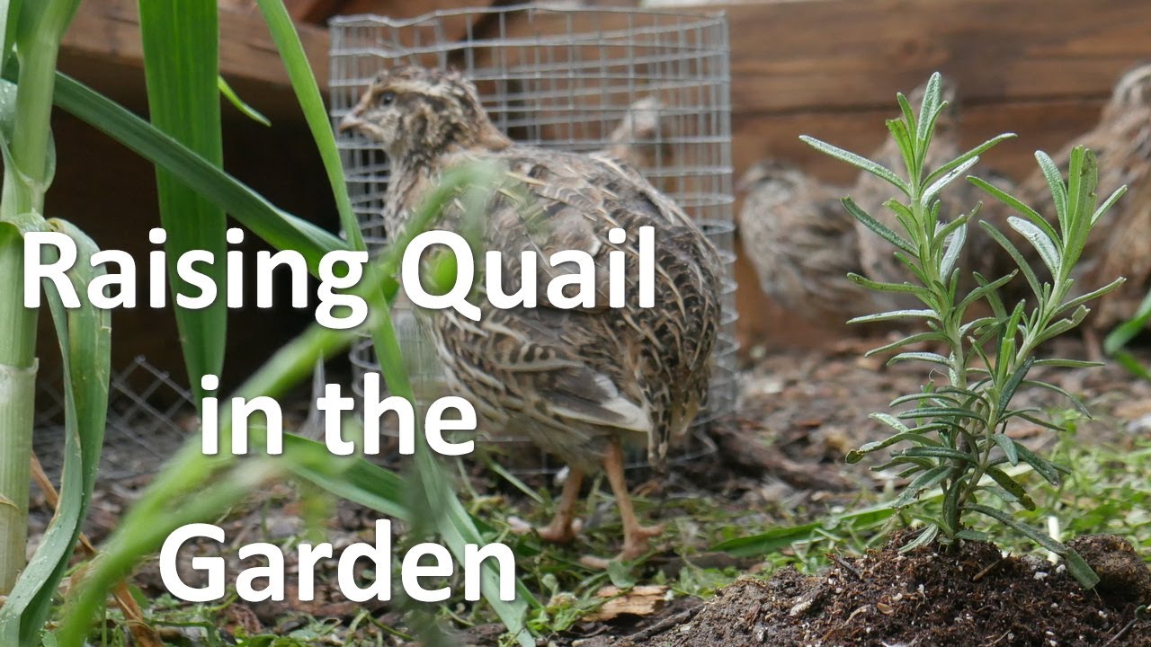 Raising Quail in the Garden