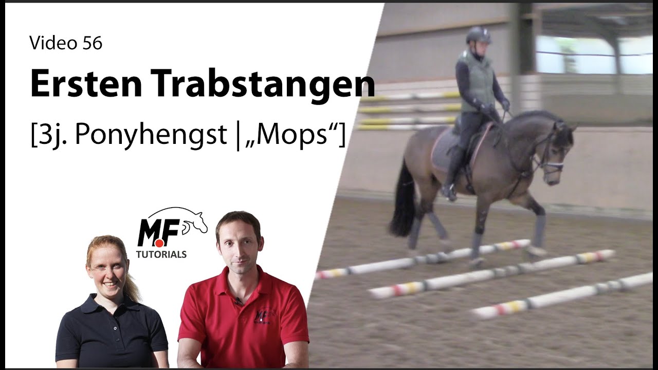 [56] Abwechslungsreiche Grundausbildung | 3j. Pony erste Trabstangen | Wintertraining | Jungpferde