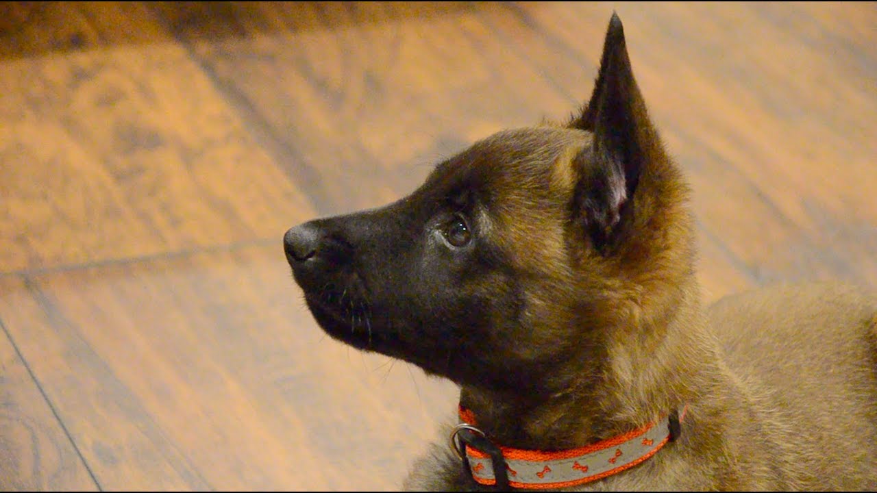 Belgian Malinois—Mishka—7 weeks old 