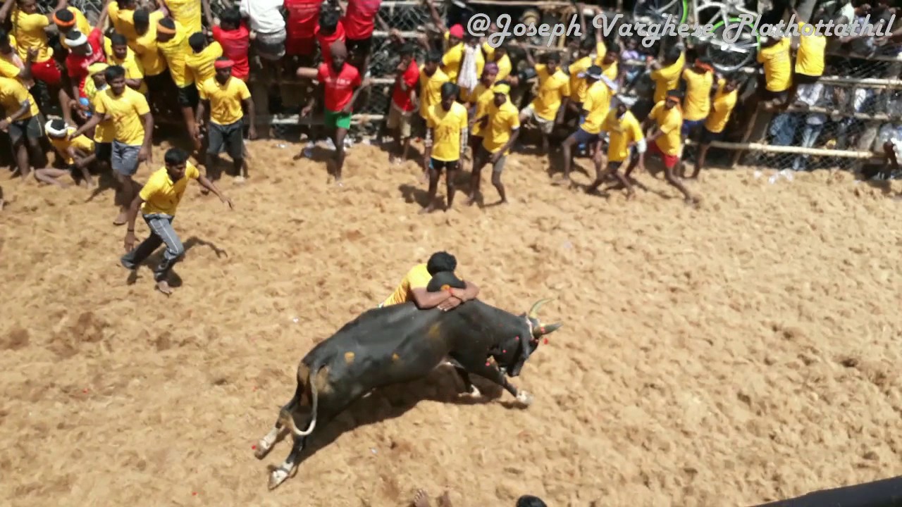 Jallikattu # Theni Pallavarayan Patti Jallikattu best moments -  2017