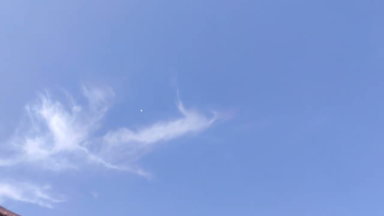 Kashmiri Pigeon landing