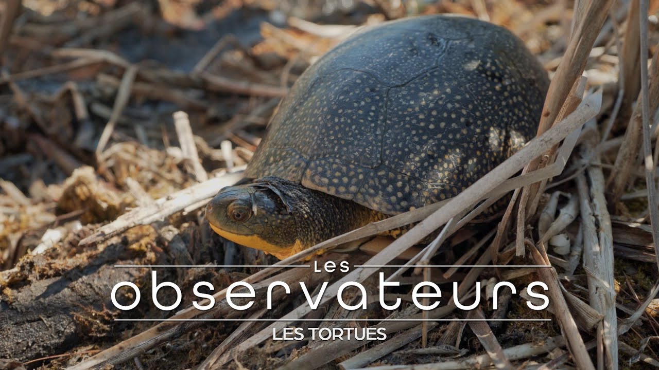 Les Observateurs: Les tortues du Québec