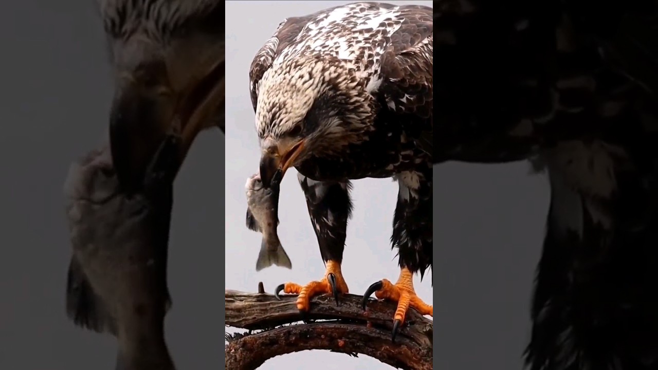 a hungry eagle. #shorts #nature #weird #animals #outdoors