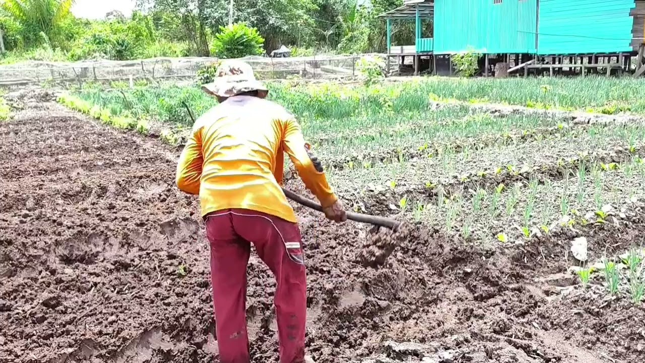 AKTIFITAS PAK WANI SEBELUM HUJAN 