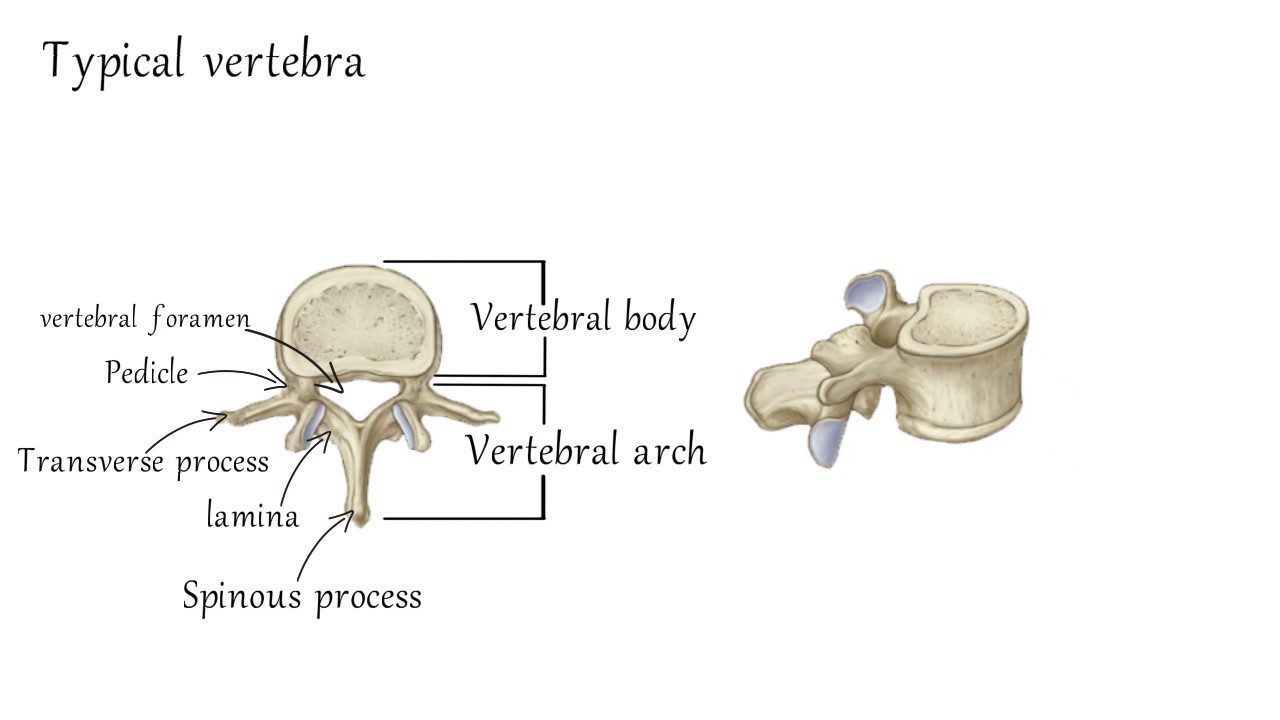 Cervical Vertebrae Anatomy
