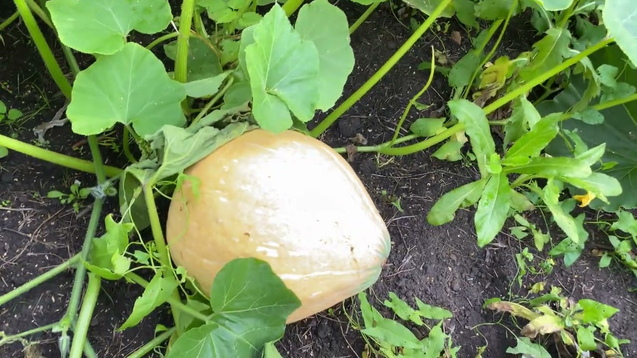 Лучшие, сладкие сорта тыквы для Сибири 🎃