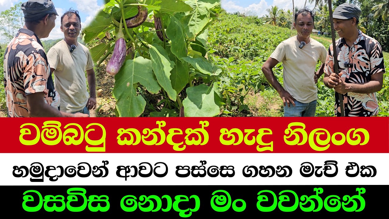 Even Eggplant Can Make You Rich
