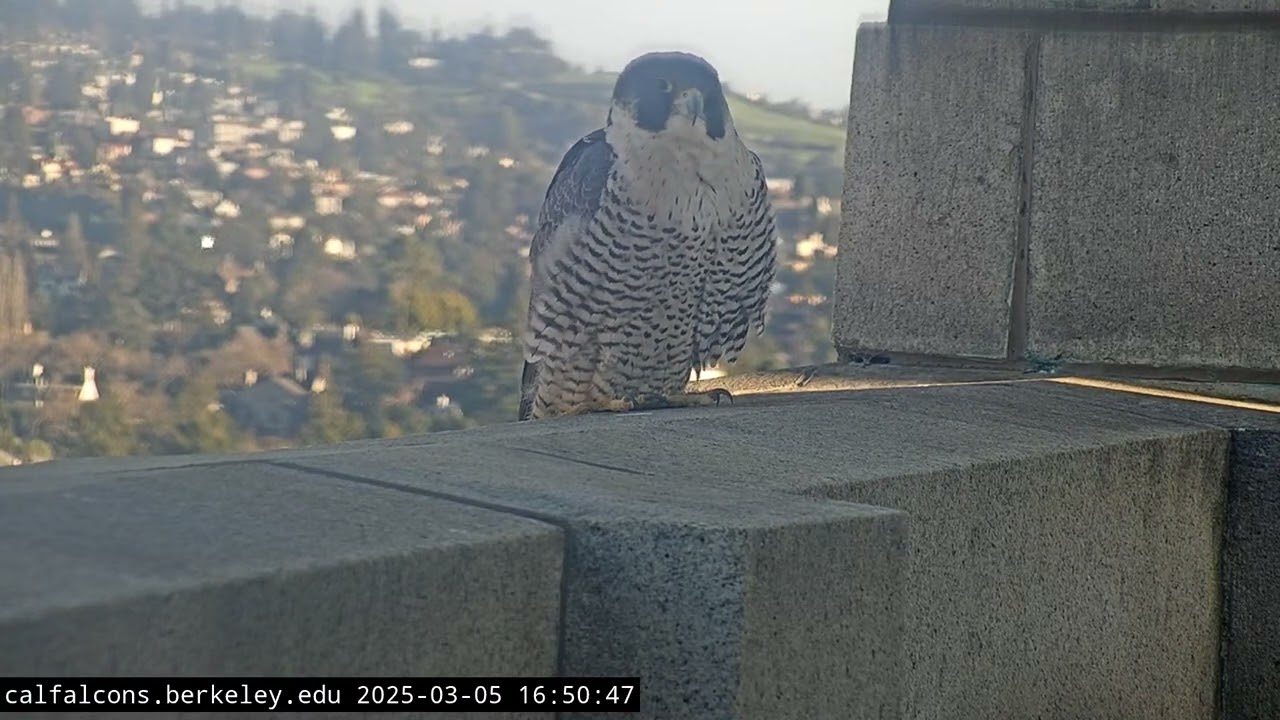 3-5-25 A New Falcon Visiting the Tower
