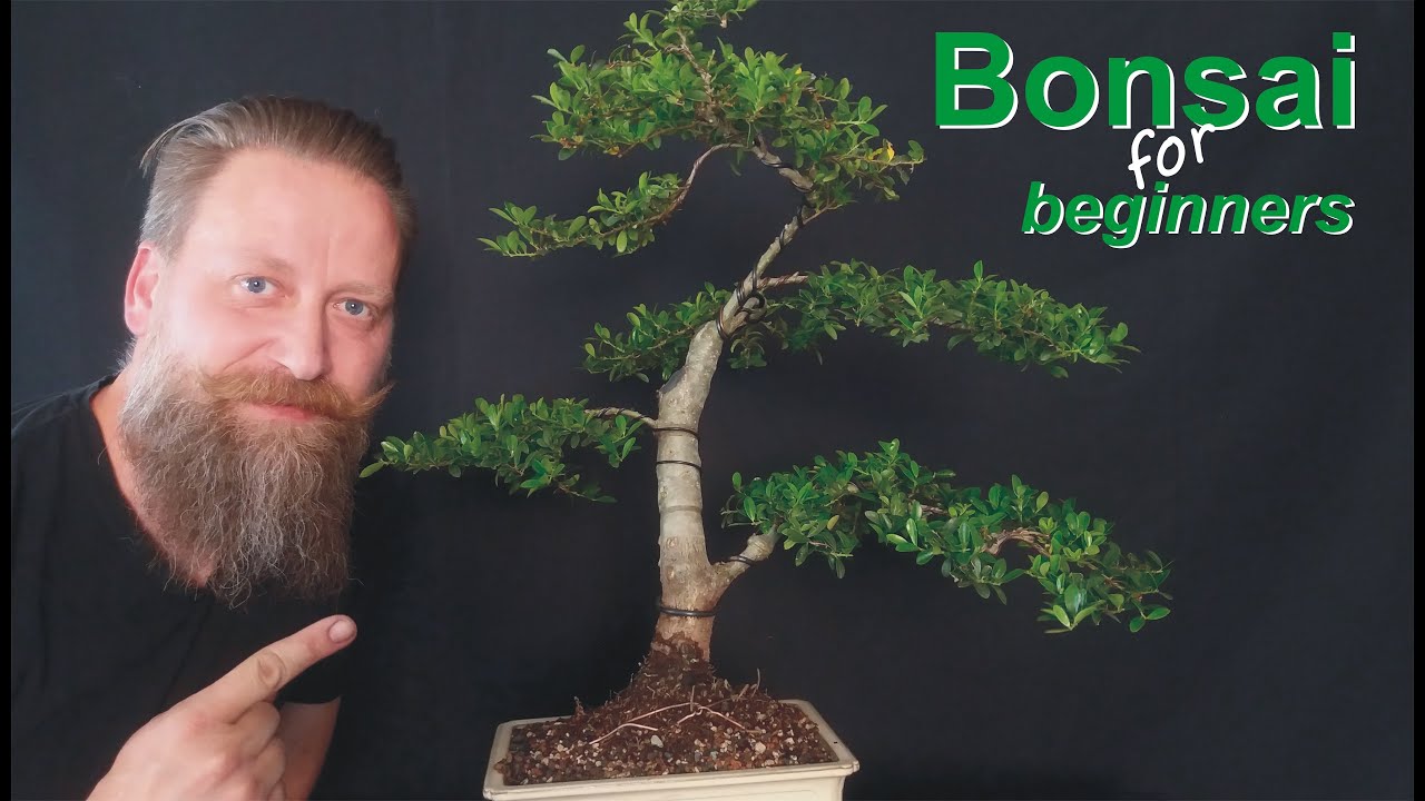 Bonsai für Einsteiger: Gestaltung an einem Ilex