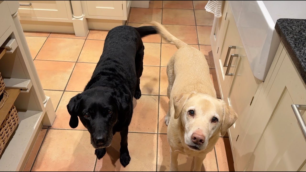 Olive and Mabel - New Year Resolutions.