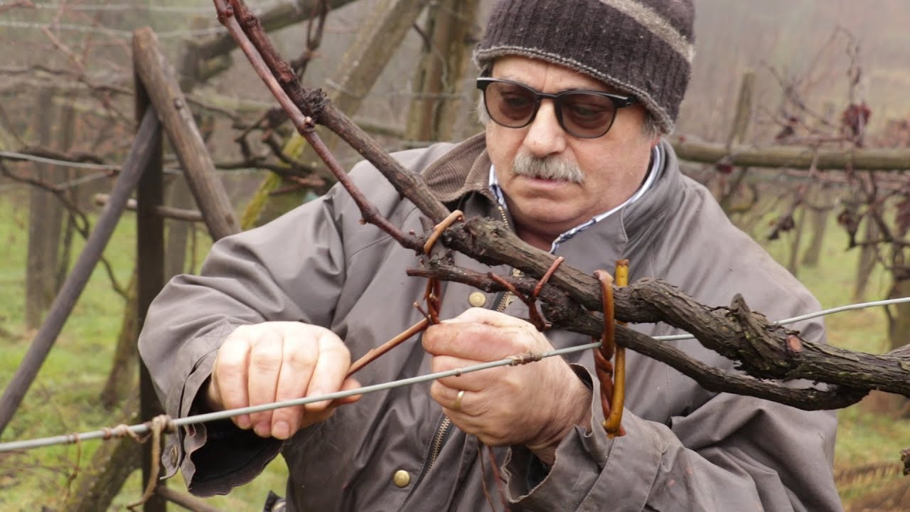 Come legare le piante di vite con il salice SALIX VIMINALIS legatura del vigneto della vigna e viti