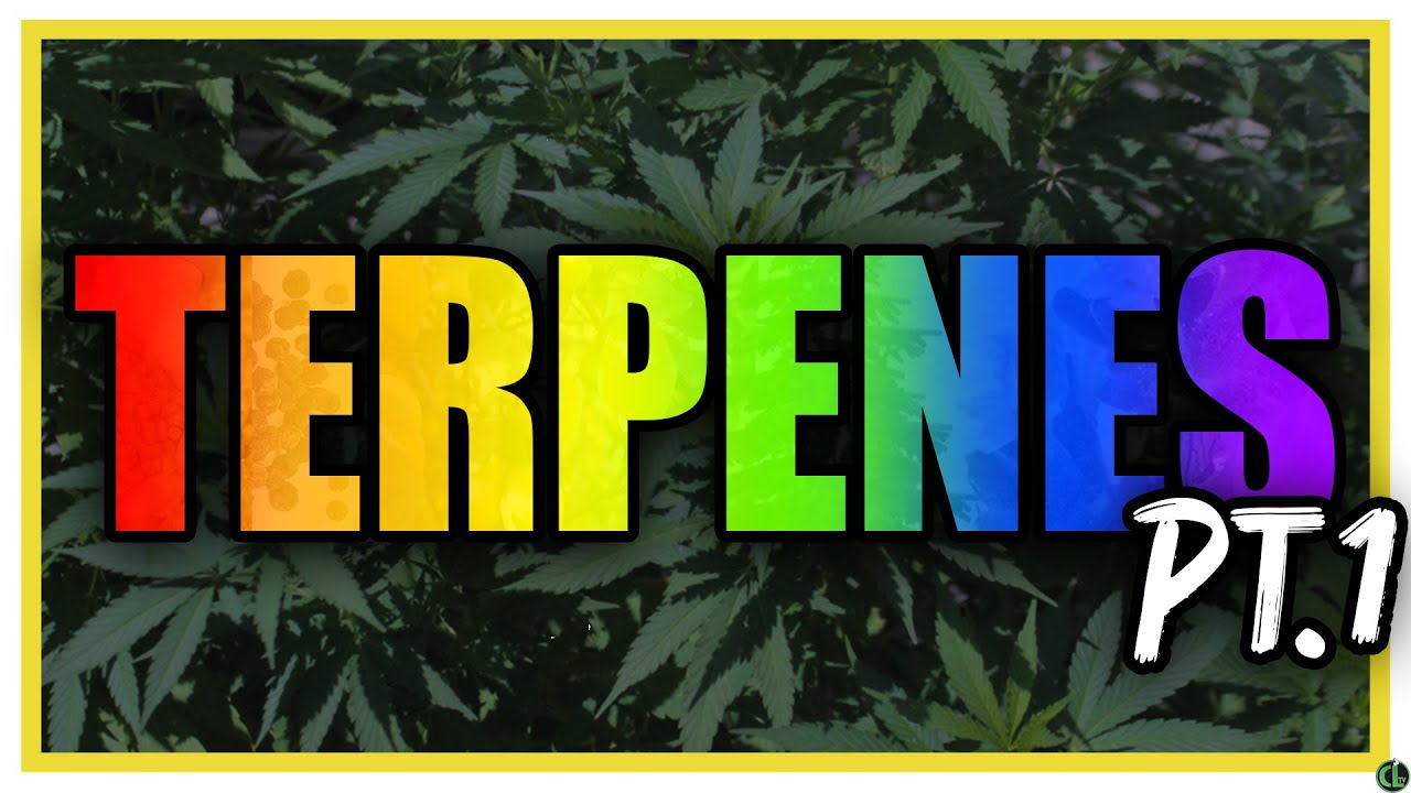 WEED TERPENES: What They Are & How They Affect Us Pt. 1