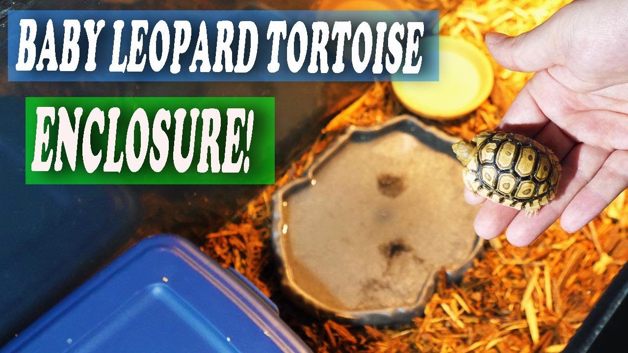 BABY LEOPARD TORTOISE SETUP!