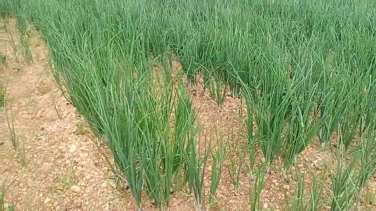 Raita Mitra channel(8)