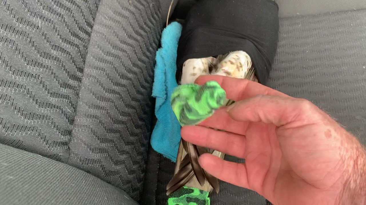 Day one training a Red Tailed Hawk (abduction method)