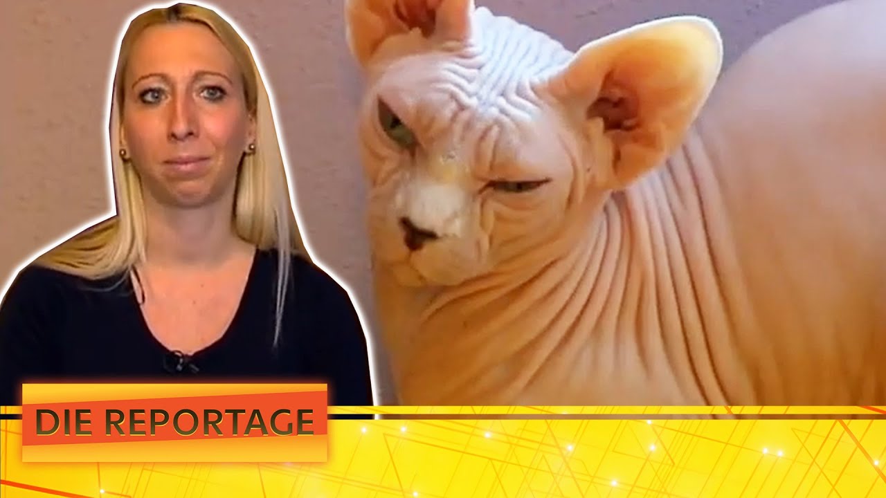 Nackt, verspielt und teuer! Sphynx-Katzen von der Züchterin | 2/2 | Die Reportage | ATV