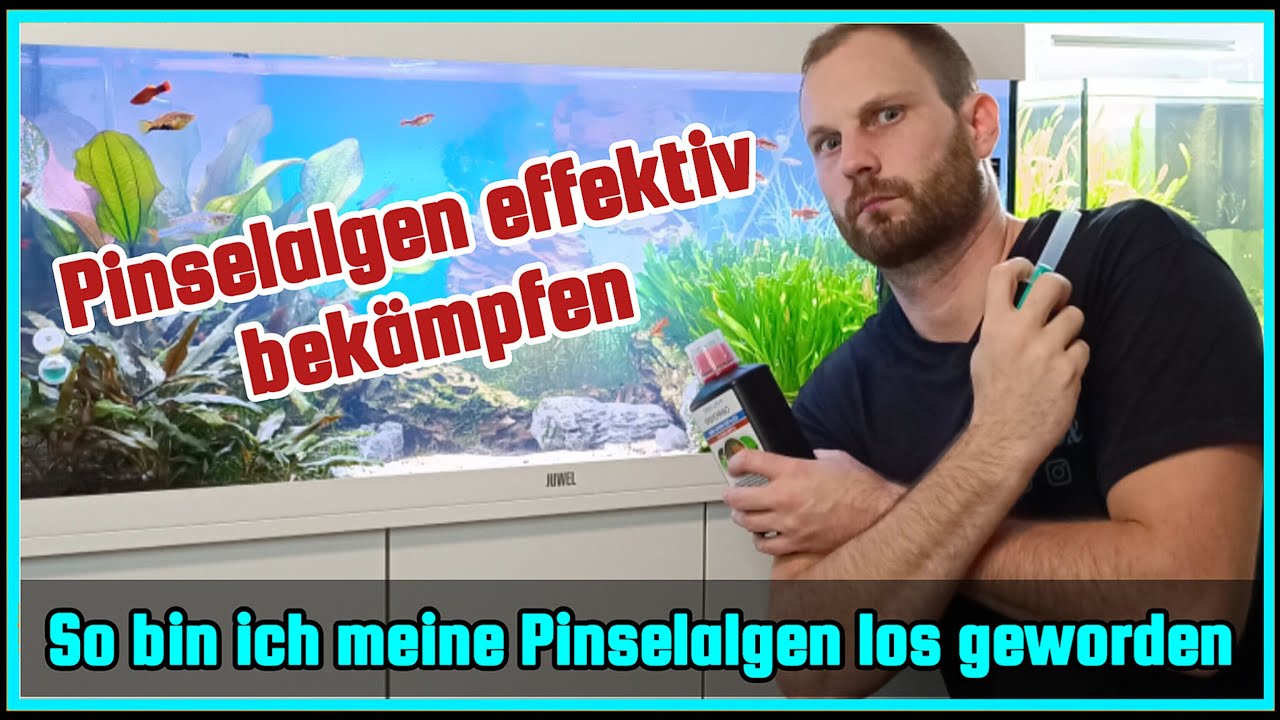 So bin ich meine Pinselalgen losgeworden | Pinselalgen effektiv im Aquarium bek&auml;mpfen