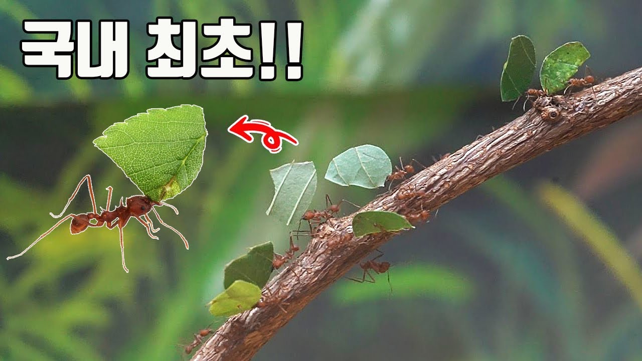 나뭇잎을 잘라 이동하는 아마존 잎꾼개미 한국에 상륙하다!!  [TV생물도감]