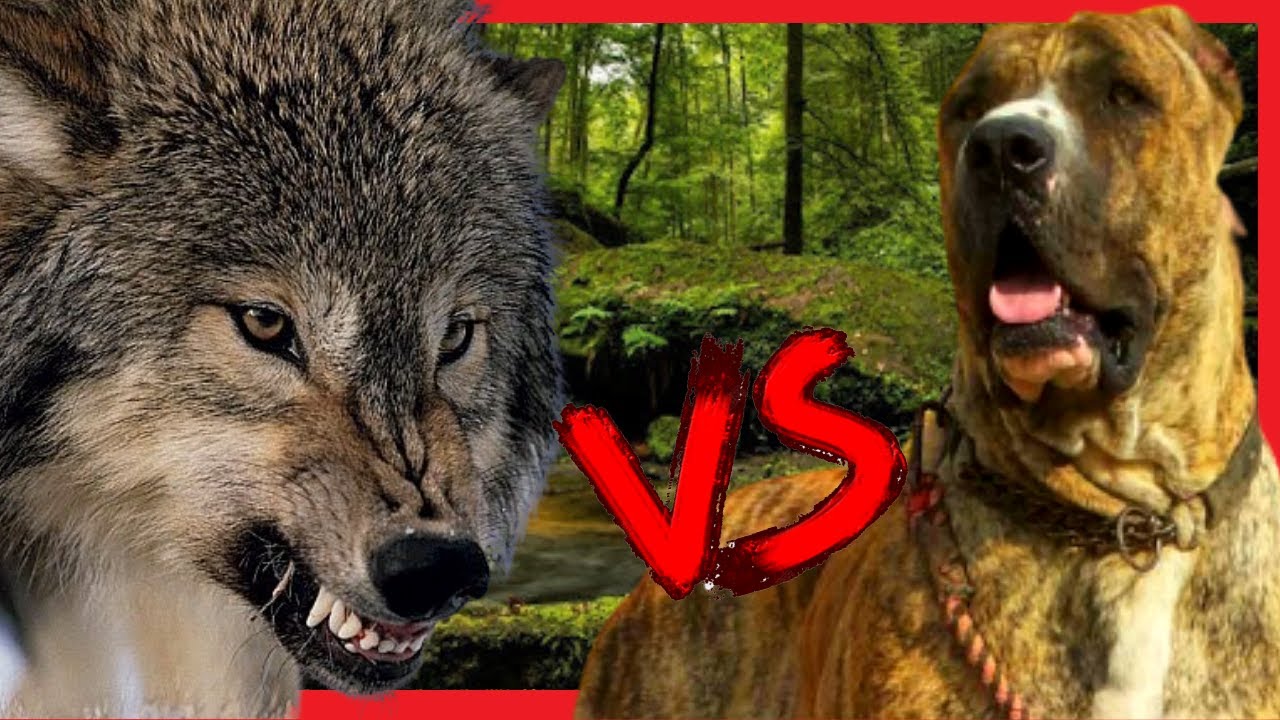 Lobo cinzento vs Bully Kutta